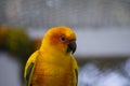 Orange Parakeet small colourful birds with loud squawk's and voices kept has pets Royalty Free Stock Photo