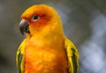 Orange Parakeet small colourful birds with loud squawk's and voices kept has pets Royalty Free Stock Photo