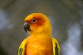 Orange Parakeet small colourful birds with loud squawk's and voices kept has pets