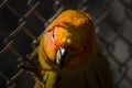 Orange Parakeet small colourful birds with loud squawk's and voices kept has pets Royalty Free Stock Photo