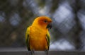 Orange Parakeet small colourful birds with loud squawk's and voices kept has pets Royalty Free Stock Photo