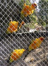 Orange Parakeet small colourful birds with loud squawk's and voices kept has pets Royalty Free Stock Photo