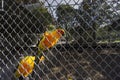 Orange Parakeet small colourful birds with loud squawk's and voices kept has pets Royalty Free Stock Photo