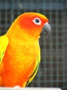 Orange Parrot 2