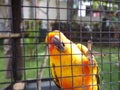 Orange Parrot bird climb on his cage Royalty Free Stock Photo