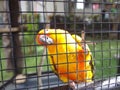 Orange Parrot bird climb on his cage Royalty Free Stock Photo