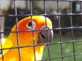 Orange Parrot bird climb on his cage Royalty Free Stock Photo