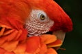 Orange parrot head Royalty Free Stock Photo