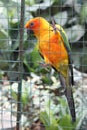 Orange parrot kept inside cage