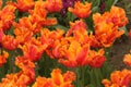 orange parrot tulip Royalty Free Stock Photo