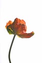 Orange parrot tulip flower and green leaves on black background. Royalty Free Stock Photo