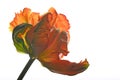 Orange parrot tulip flower and green leaves on black background. Royalty Free Stock Photo