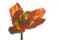 Orange parrot tulip flower and green leaves on black background. Royalty Free Stock Photo