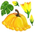 Orange pattypan squash and flower watercolor plant elements. Fresh yellow vegetable set.