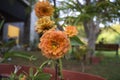 Orange peach Chrysanthemum also known as mums or Chrysanths are popular east Asian house garden fall flowers hardy plant with Royalty Free Stock Photo