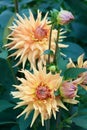 Semi-cactus Dahlia blossoms Light orang color Close-up