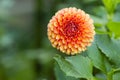 Orange Peach Dahlia