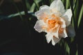 Orange peach double daffodil replete flower among green stems