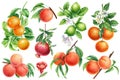 Orange, peach, lime, pomegranate with leaves and flowers. Fruit food on isolated background, watercolor botanical Royalty Free Stock Photo