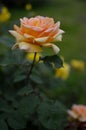 Orange, peach rose side view, vertical photo, rose head Royalty Free Stock Photo