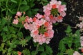 Orange and Peach Verbena Flowers in a Garden