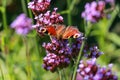 Orange peacock butterfly on purple flower on a sunny day Royalty Free Stock Photo