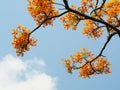 Orange peacock flowers and branches over blue sky