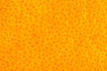 Orange peel background Royalty Free Stock Photo
