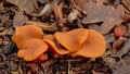 Orange peel mushrooms on the forest floor - Aleuria aurantia