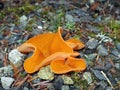 Orange Peel Fungus - Aleuria aurantia