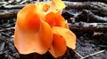 Orange Peel Fungus Mushroom Royalty Free Stock Photo