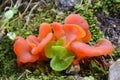 Orange peel fungus Aleuria aurantia