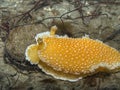 Orange Peel Nudibranch Royalty Free Stock Photo