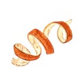 Orange peel watercolor botanical hand drawn illustrations.