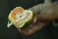 An orange peeled by hand. Fresh local orange with green peel. Healthy fruit, healthy food closeup