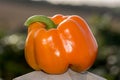 Orange Pepper freshly cropped from a kitchen garden Royalty Free Stock Photo