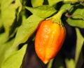 Orange pepper growing on bush Royalty Free Stock Photo