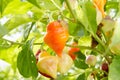 Orange pepper Royalty Free Stock Photo