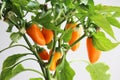 Orange pepper tree against white background Royalty Free Stock Photo