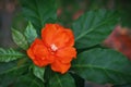 Orange pereskia flower with green leaves background