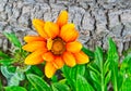 Orange Perrenial flower springtime Royalty Free Stock Photo