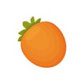 Orange persimmon closeup. Vector illustration on white background.