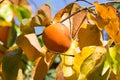 Orange persimmons hanging on tree, California