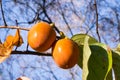 Orange persimmons hanging on tree, California Royalty Free Stock Photo