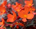 Orange 4 petal begonia flowers in a flower bed in the garden Royalty Free Stock Photo