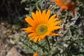 Orange petal flower Walter Sisulu Botanical Gardens Royalty Free Stock Photo