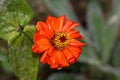 Orange petals of beautiful Zinnia flower with yellow center starting to shrivel and wither sprinkled with light rain on cloudy