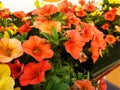 Orange petunia or calibrachoa flowers