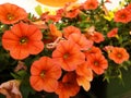 Orange petunia or calibrachoa flowers