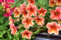 Orange petunia flowers Royalty Free Stock Photo